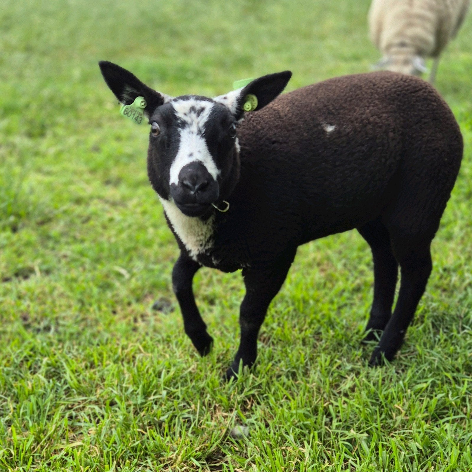 Bonte ooi, Dieren en Toebehoren, Vrouwelijk, Schaap, 0 tot 2 jaar