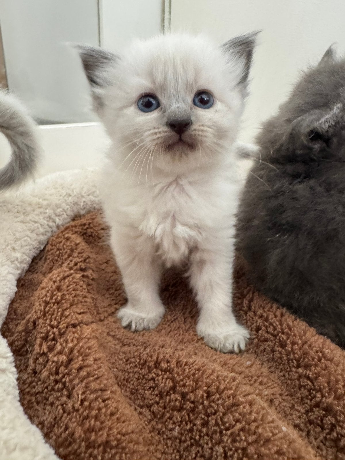 Aanhankelijke Nebelung x Ragdoll kittens poesje en katertje, Meerdere dieren, Gechipt, 0 tot 2 jaar
