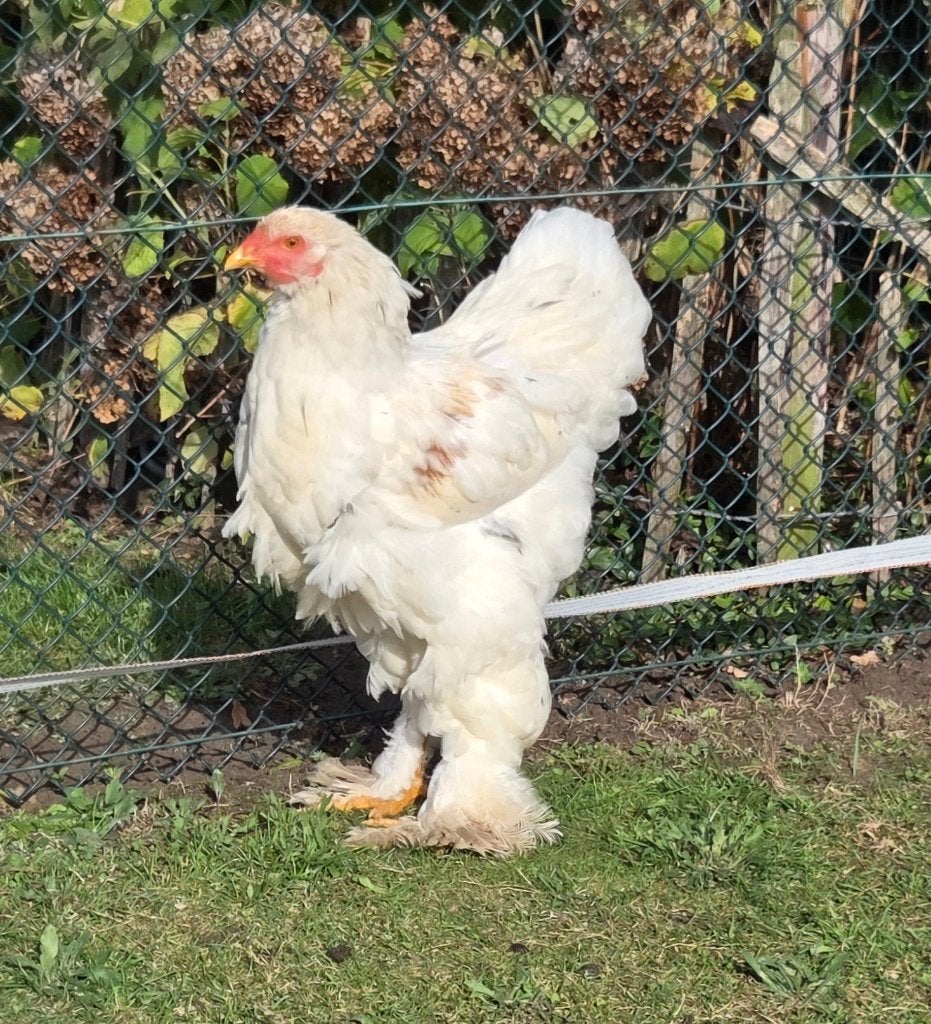 Witte Brahma haan, Dieren en Toebehoren, Mannelijk, Kip