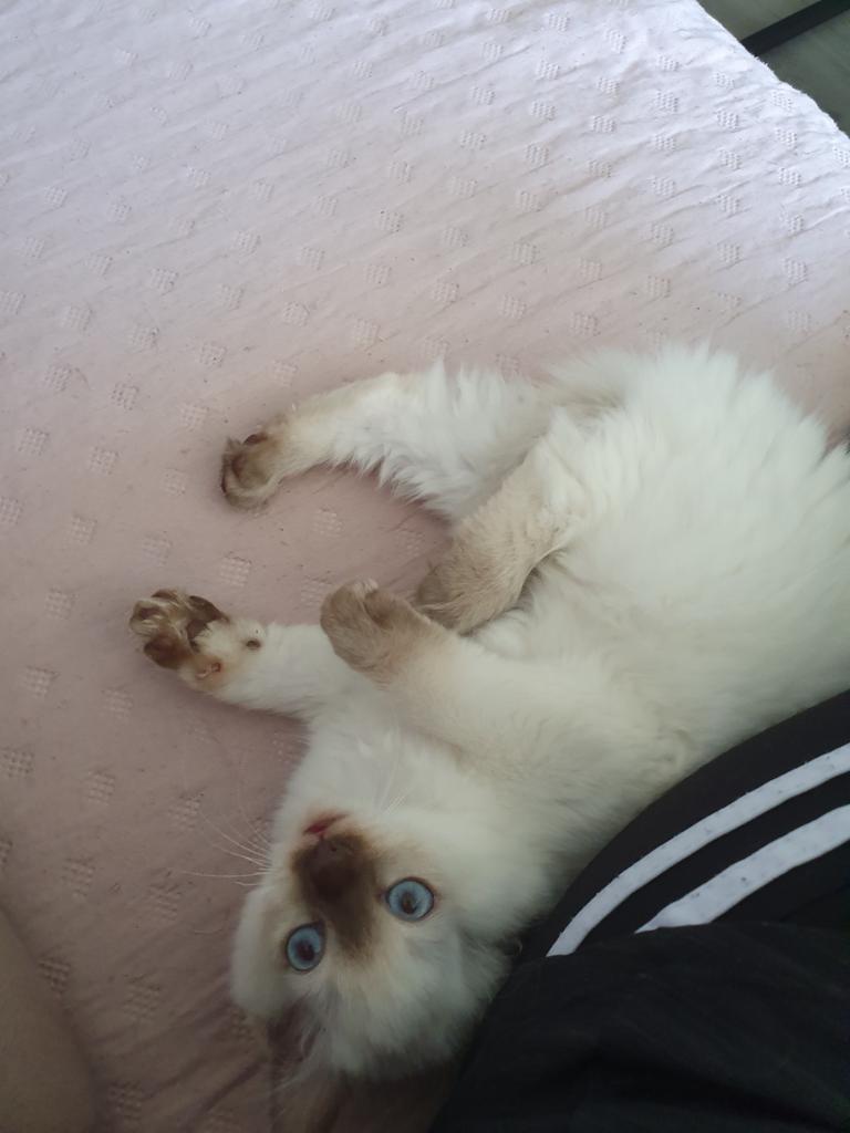 Ragdoll, Dieren en Toebehoren, Katten en Kittens | Raskatten | Langhaar, Poes, Ontwormd