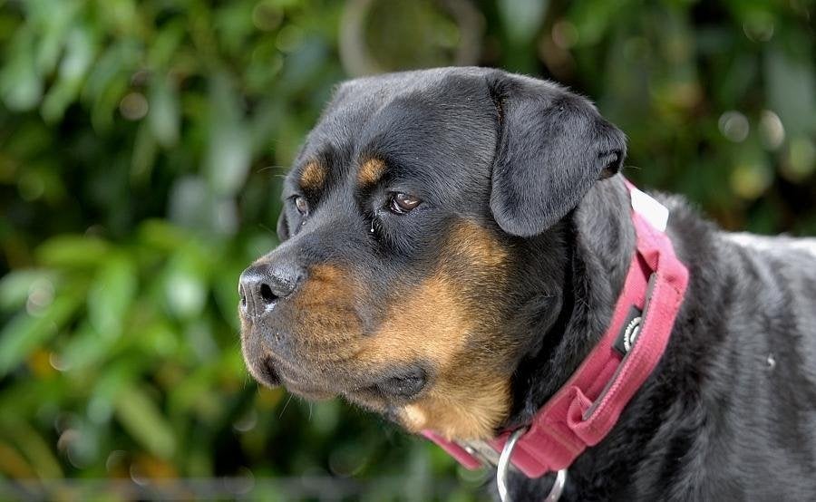 Rottweiler, Parvo, 1 tot 2 jaar, Teef, Eén hond