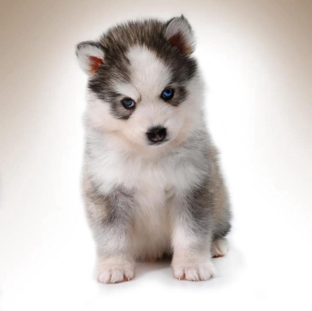 Gezonde Pomsky pups , ouders uitgebreid getest , mini Husky, Parvo, Nederland, 8 tot 15 weken, Poolhond