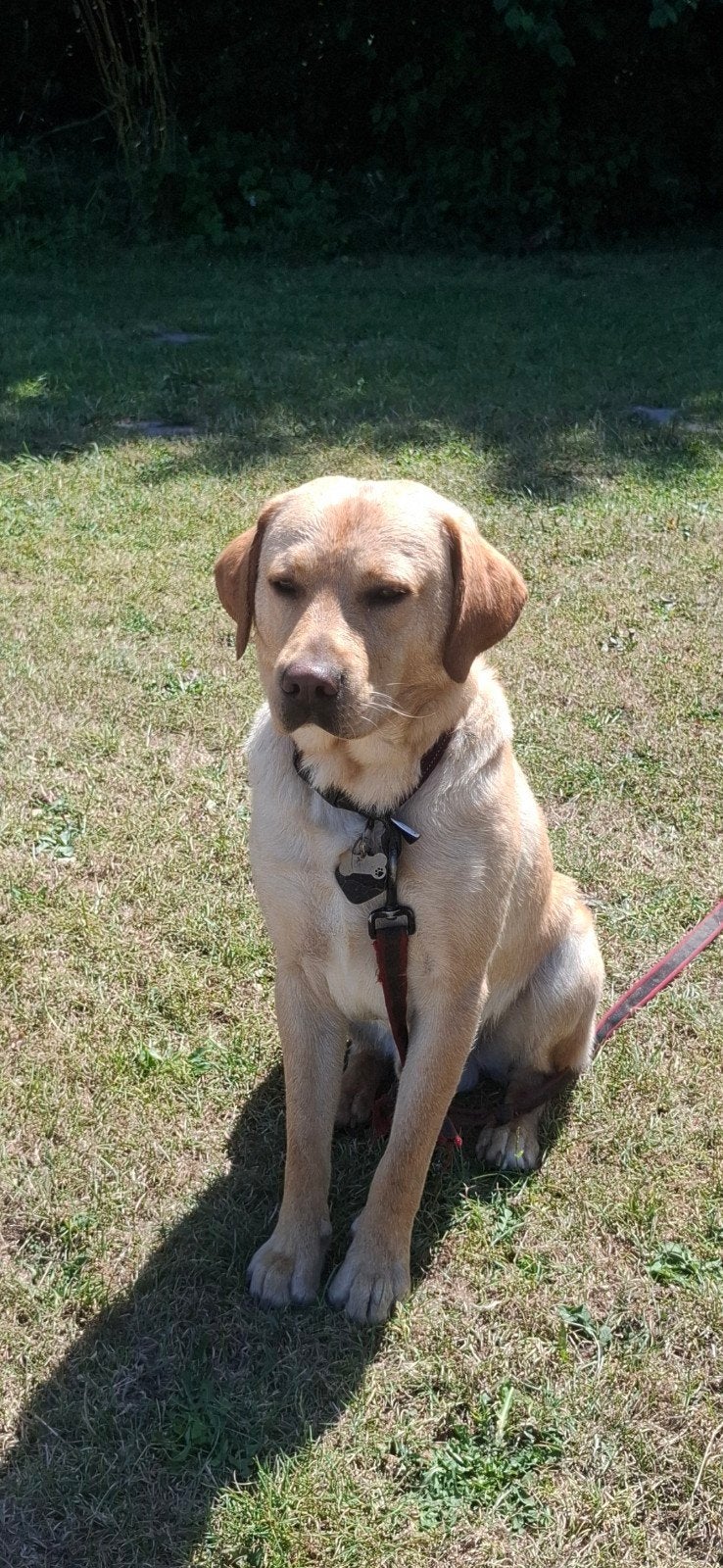 Dekreu Labrador retriever, Reu, 1 tot 2 jaar, Parvo, Eén hond