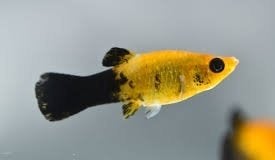 Mooie gezonde geel zwarte molly's, Vis, Zoetwatervis, Schoolvis