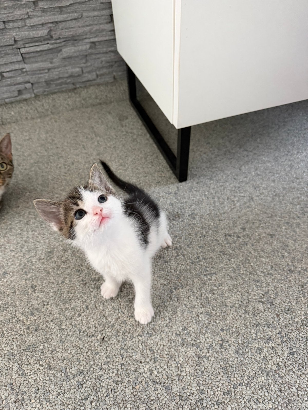 Europese korthaar, 6 kittens