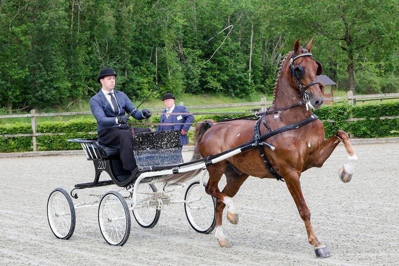 Tuig/menpaarden, Dieren en Toebehoren, Met stamboom, Niet van toepassing, Meerdere dieren, 160 tot 165 cm