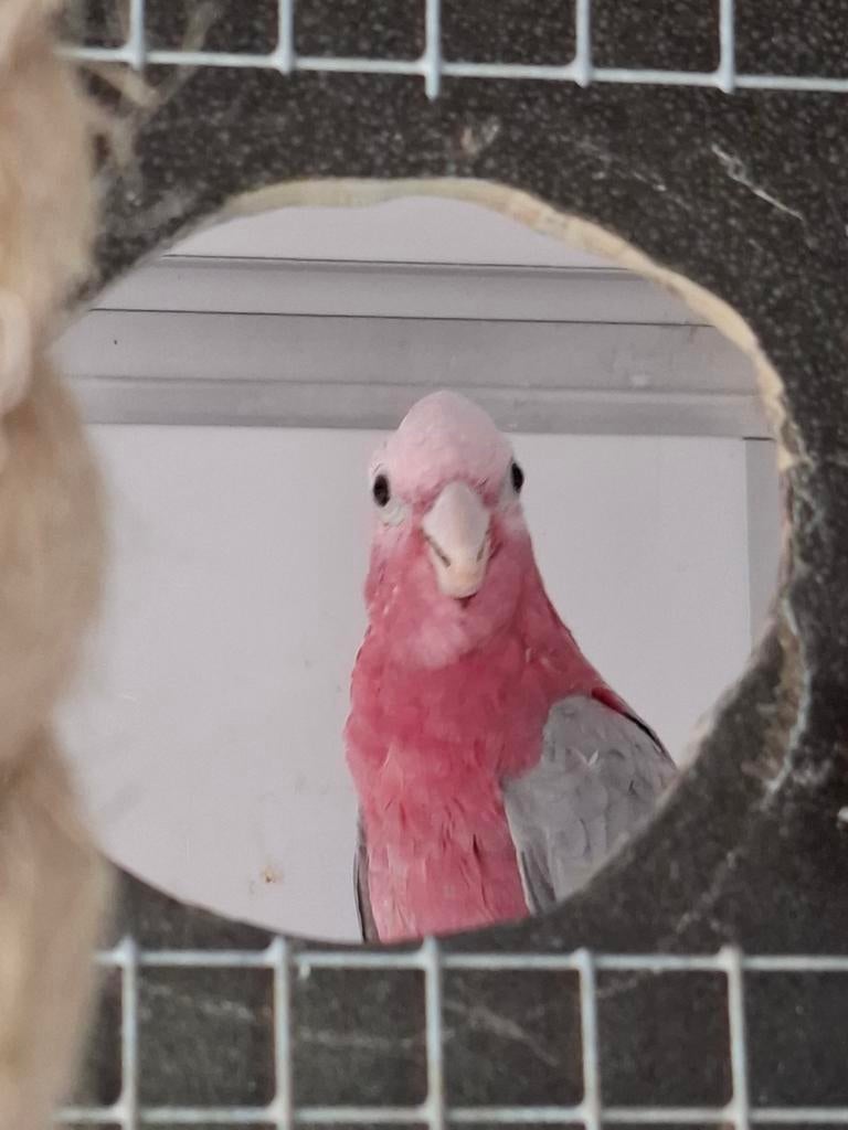 Roze kakatoe koppel, Meerdere dieren, Parkiet