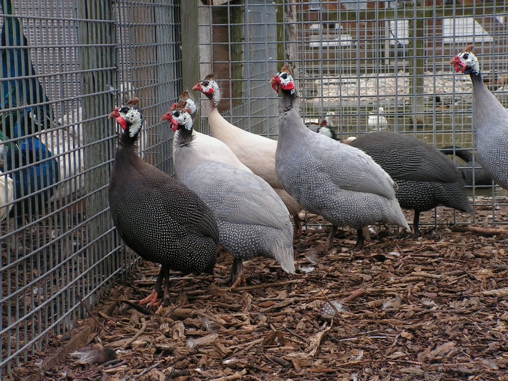 Parelhoenders | Jonge dieren | Deskundig advies, Meerdere dieren, Overige soorten