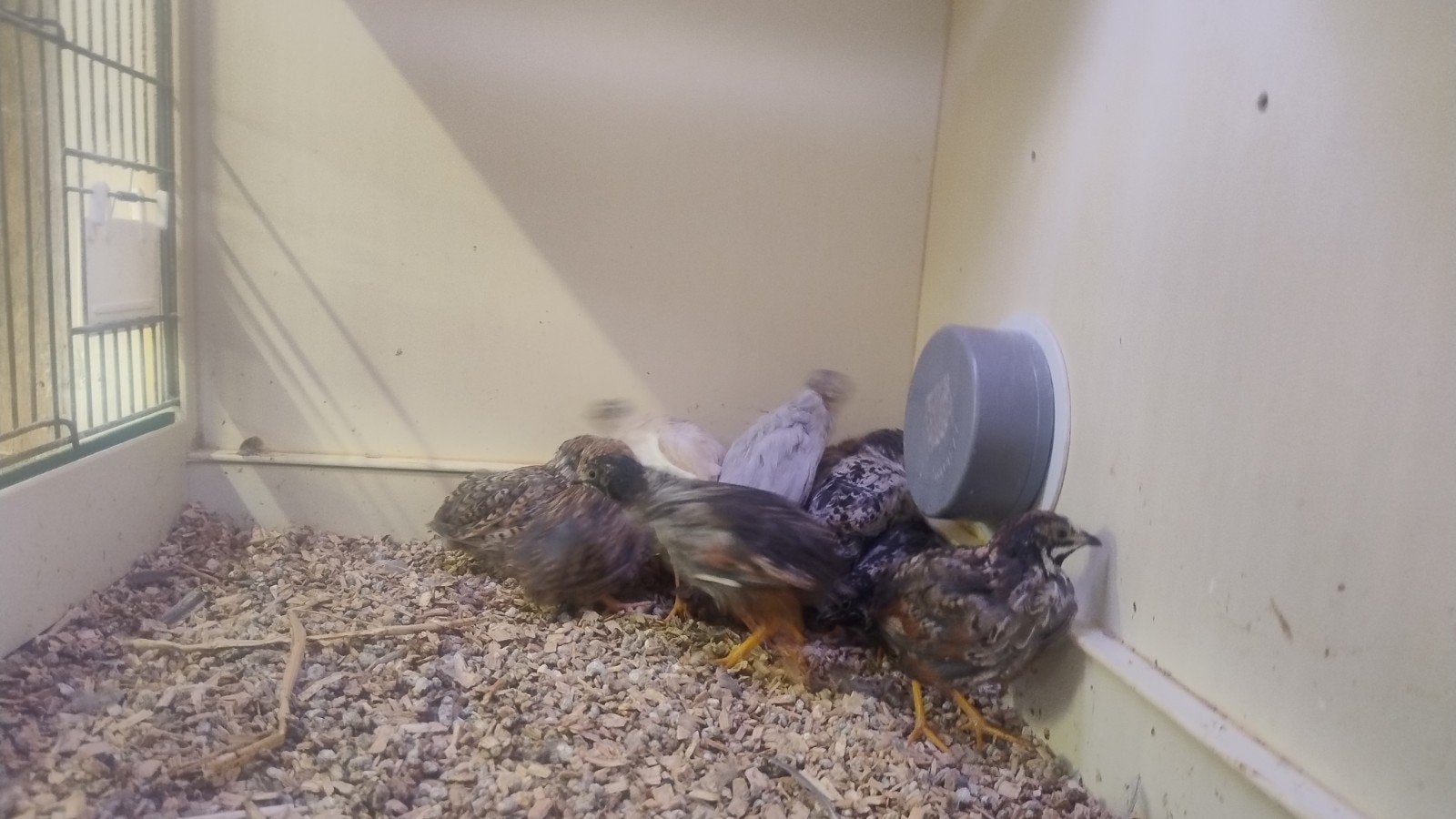 Chinese dwerg kwartels, Dieren en Toebehoren, Meerdere dieren, Overige soorten