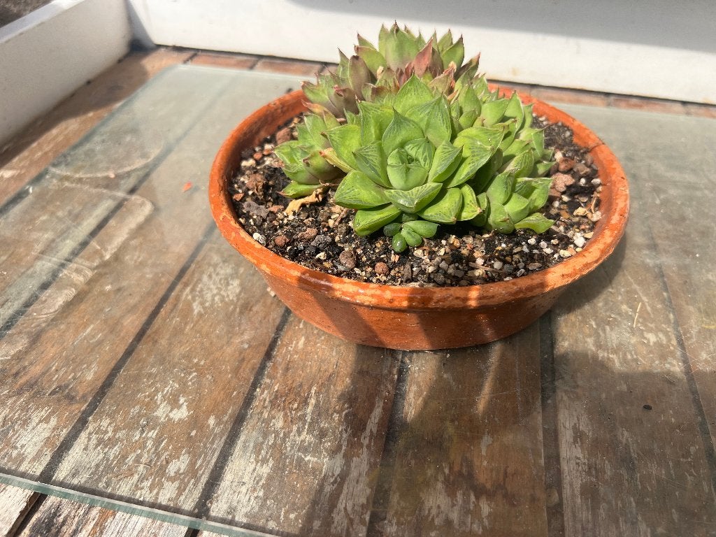 diverse succulenten in bijpassende potjes, Volle zon, Vaste plant, Bloeit niet, Ophalen