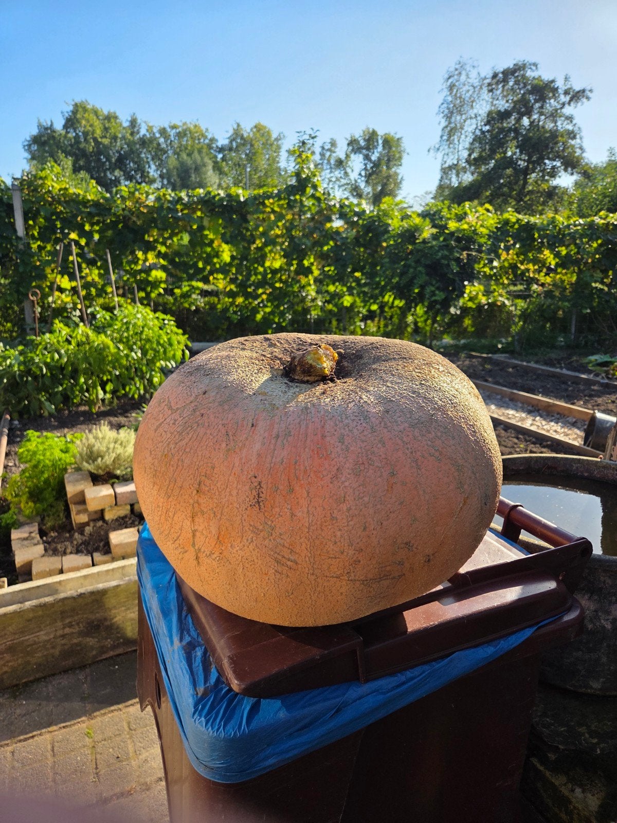 Grote pompoen - 50 cm - 20 kg, Tuin en Terras, Ophalen of Verzenden