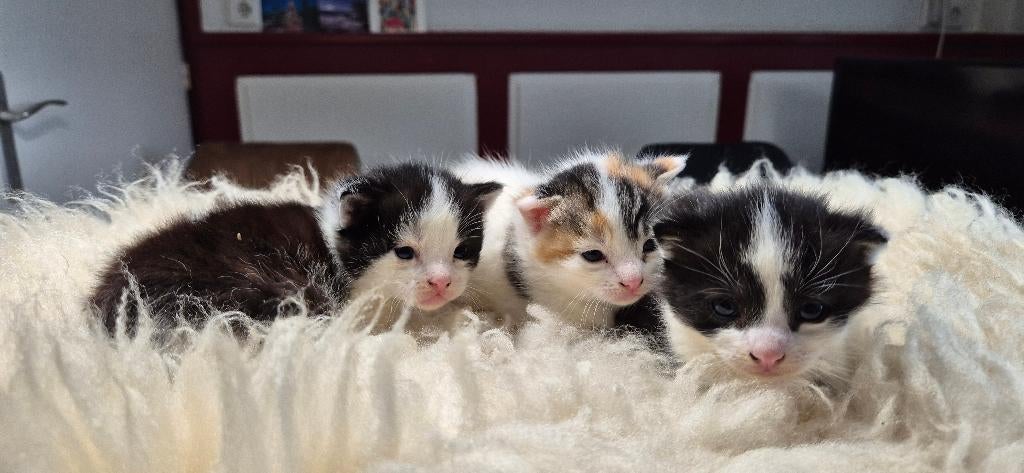 Boerderij kittens van 2 nestjes.  Nog 1 katertje over., Dieren en Toebehoren, Katten en Kittens | Overige Katten, Meerdere dieren