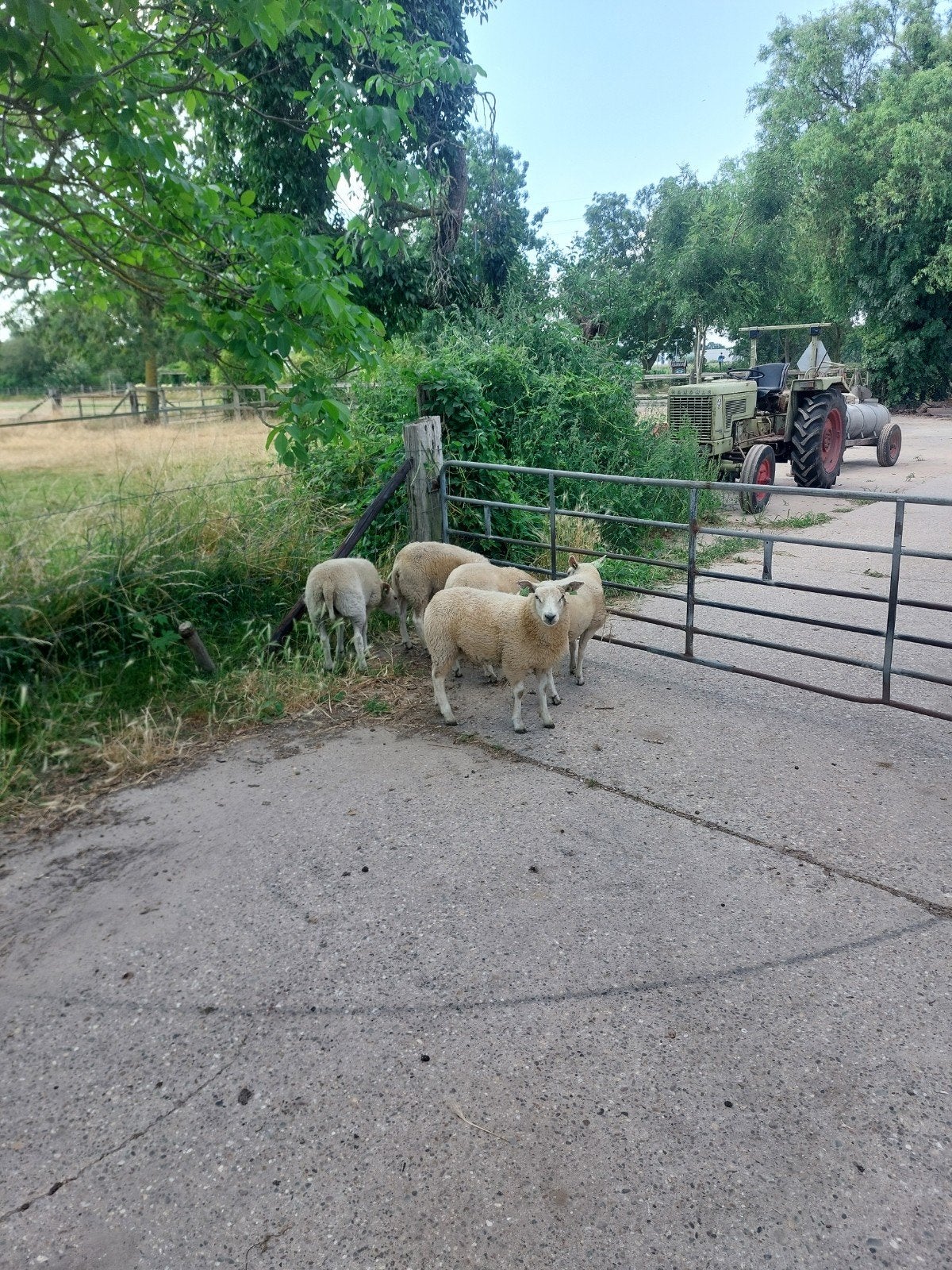 Te koop:  5 ooilammeren fokooien, Dieren en Toebehoren, Vrouwelijk, Schaap, 0 tot 2 jaar