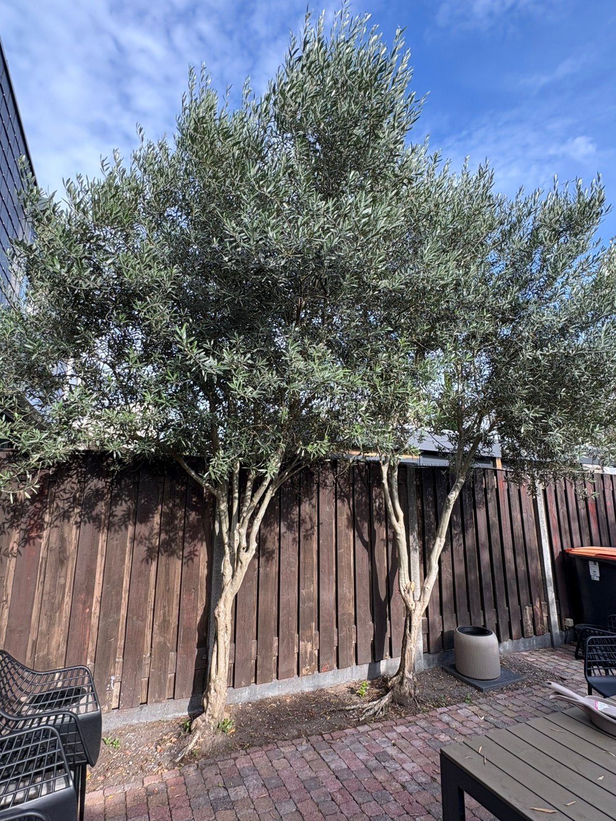 2 grote olijfbomen te koop ca 4,5 meter hoog (olea europaea), Ophalen, Volle zon, Olijfboom, 400 cm of meer