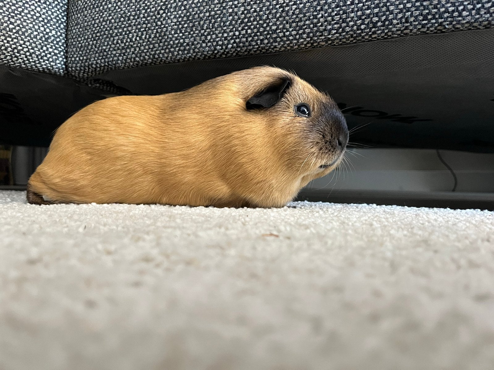 Twee lieve cavias met hok, Dieren en Toebehoren, Knaagdieren, Cavia, December, Meerdere dieren, Tam