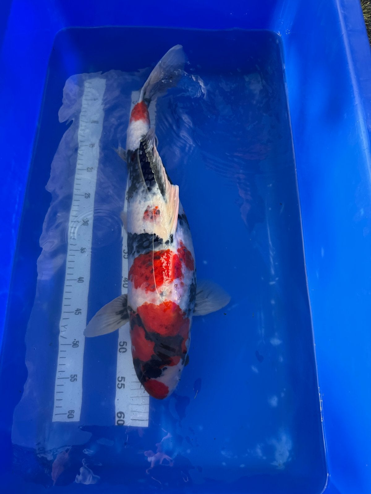 Taniguchi Showa Sansai 56cm, Karper of Koi