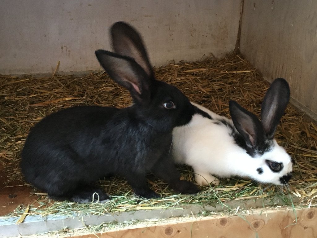 jonge konijn zwarte voedster, Dieren en Toebehoren, Konijnen, Vrouwelijk, Middelgroot, 0 tot 2 jaar