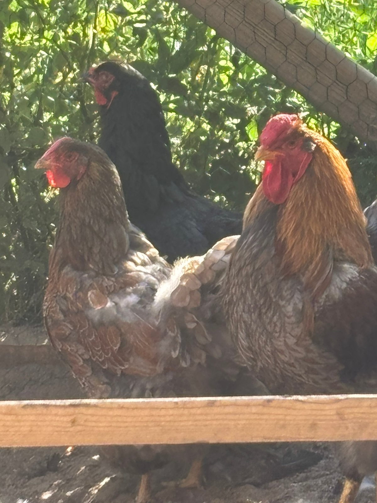 Koppel groote Wyandotte, Dieren en Toebehoren, Pluimvee, Meerdere dieren, Kip