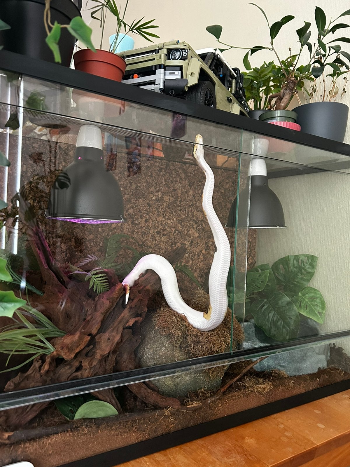 Koningspython + terrarium Ball Python photo 7