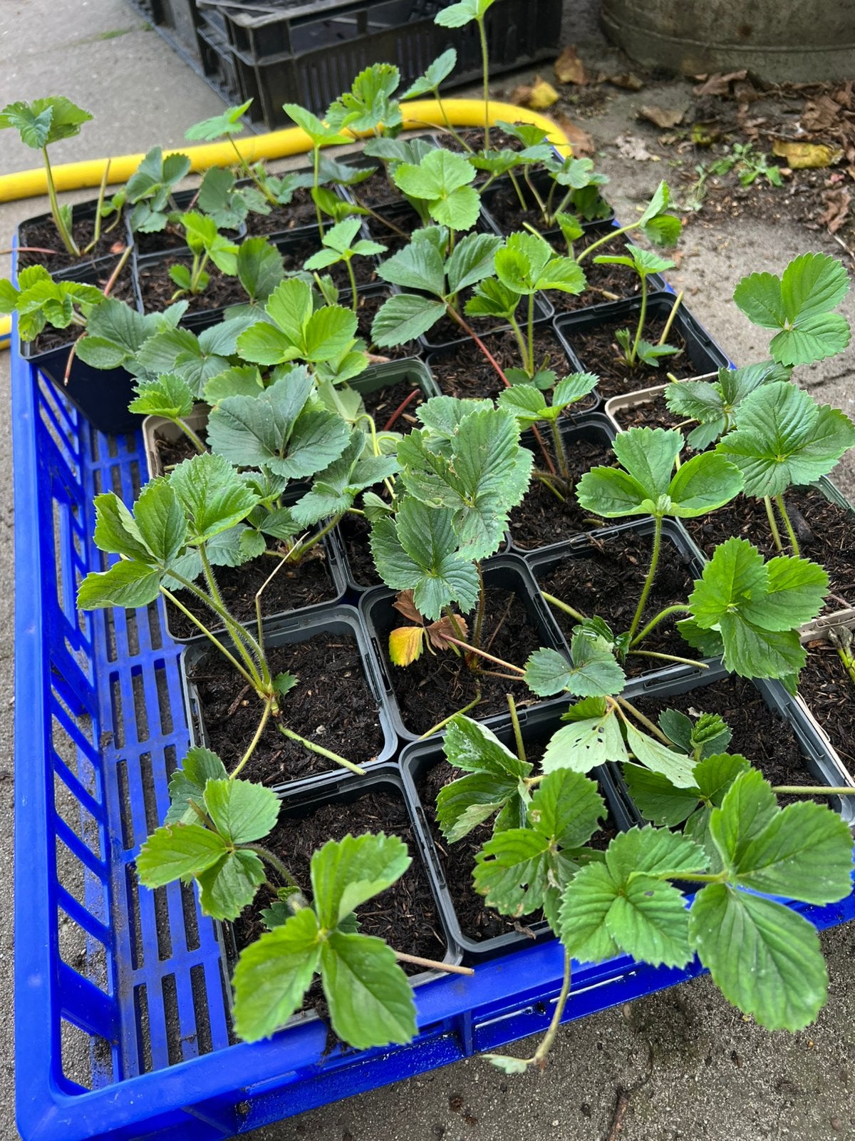 Biologisiche aardbeien stekken, Ophalen, Volle zon, Vaste plant, Zomer