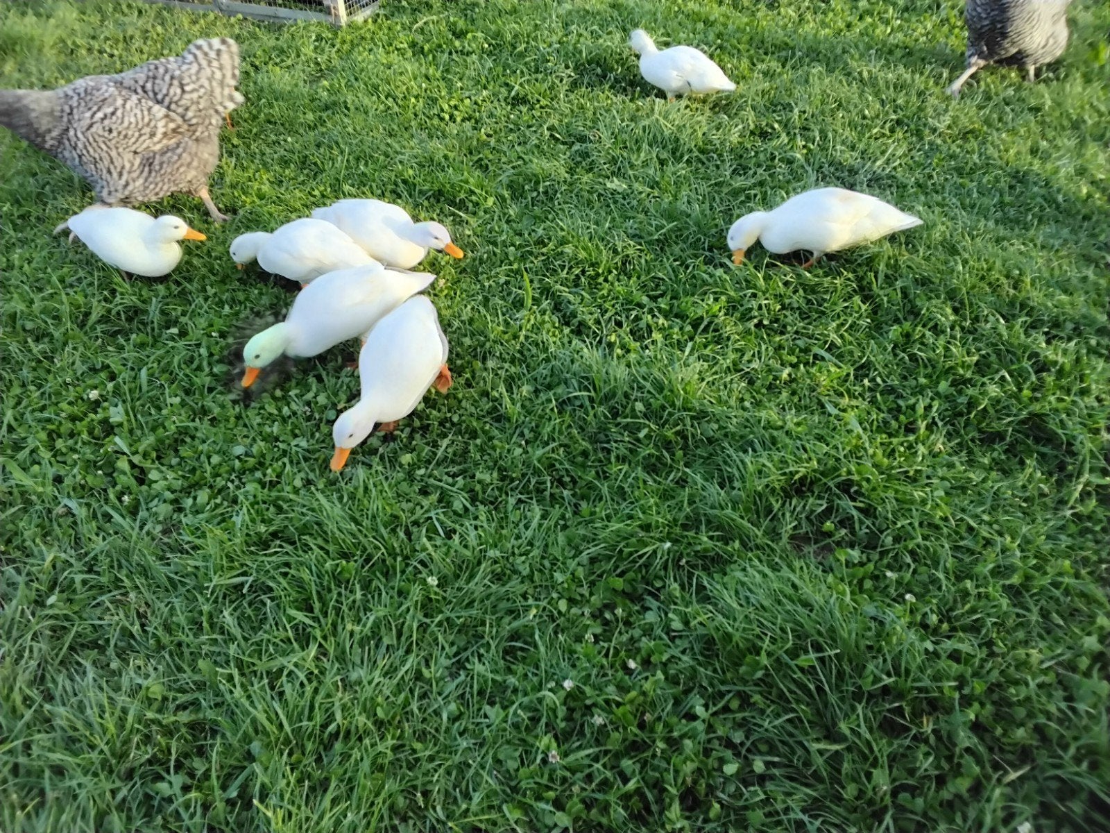 jonge witte kwakers met  korte snavel, Meerdere dieren, Eend