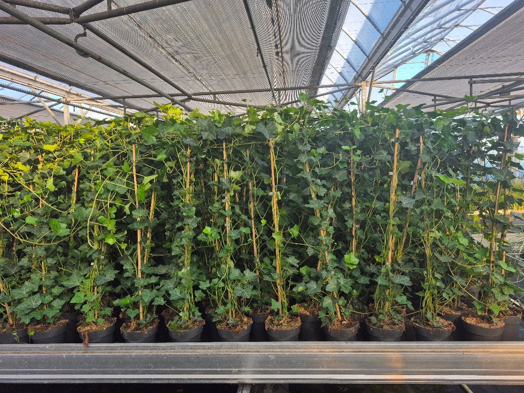 Topkwaliteit Hedera hibernica (klimop) in diverse maten., Ophalen, Volle zon, Vaste plant, Bloeit niet