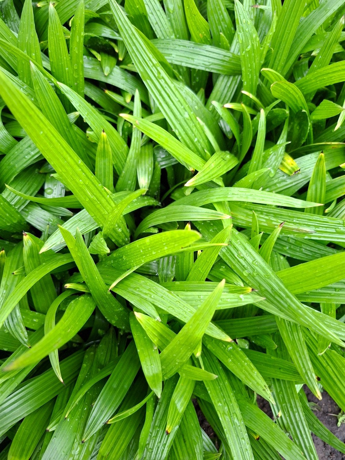 Palmboom Trachycarpus fortunei, Ophalen, Overige soorten, Struik, Minder dan 100 cm