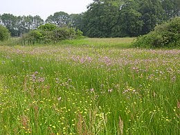 Gras op stam gezocht in Lieren, Beekbergen en Loenen