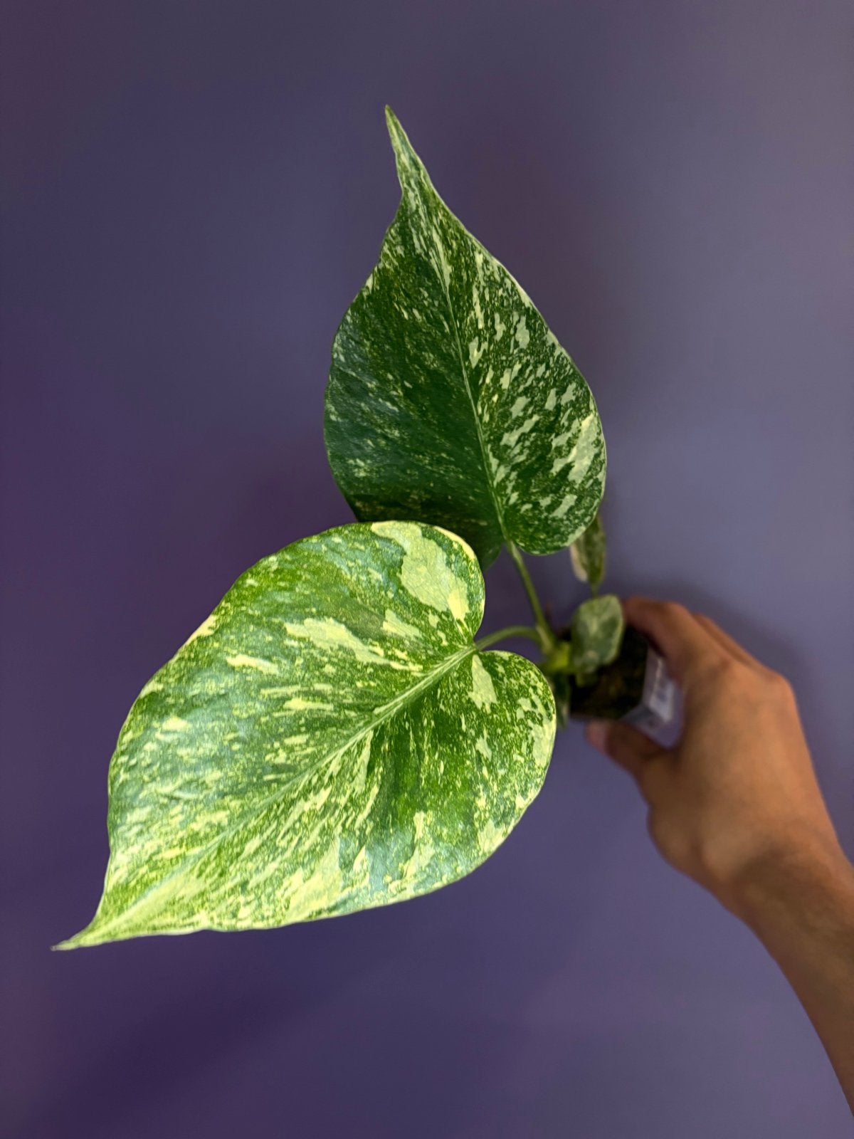 Monstera Thai Constellation - Hoge Variëteit, Ophalen of Verzenden, Bloeit niet, Overige soorten, Halfschaduw
