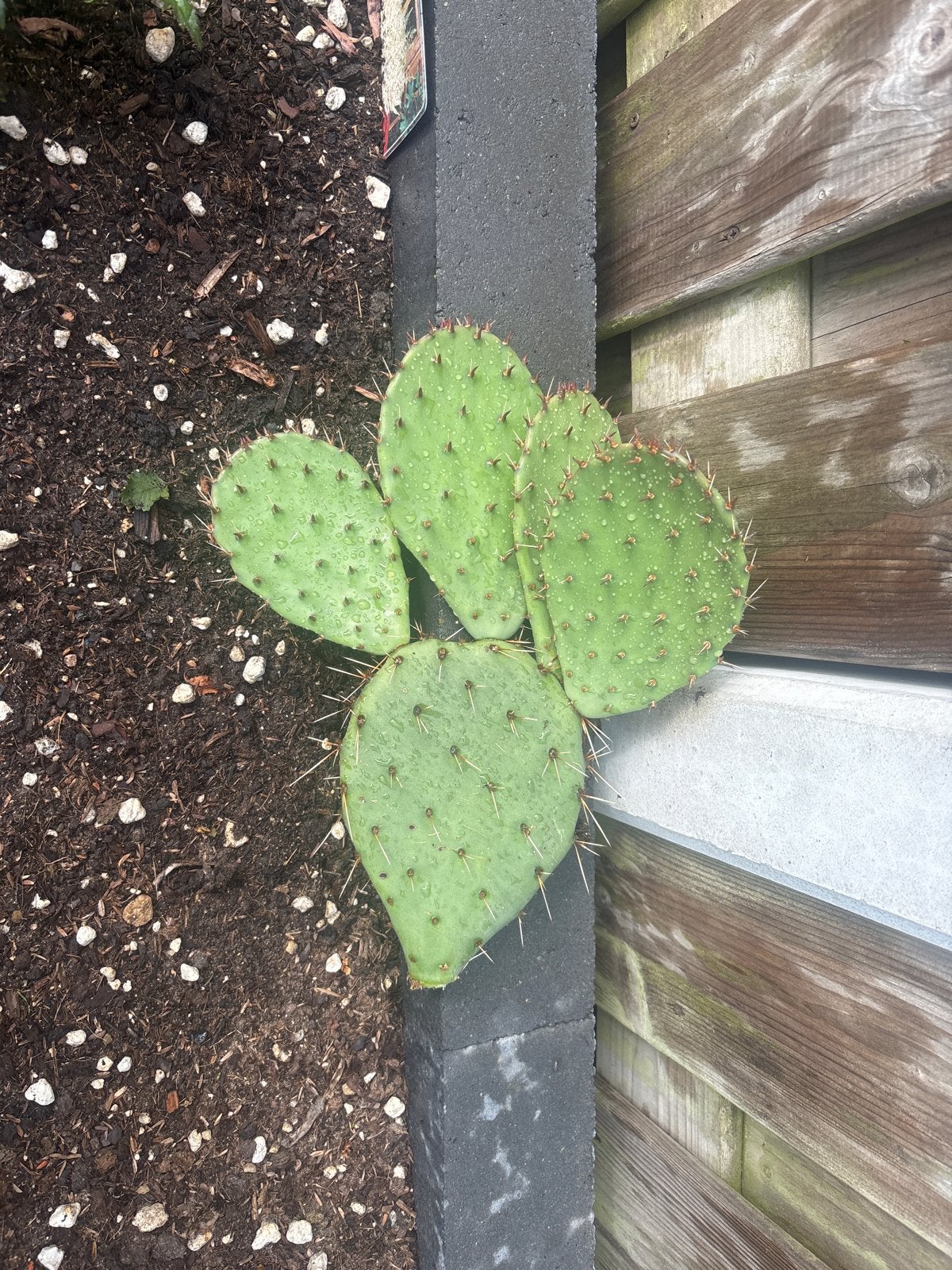 Opuntia Cactus - Winterharde Vijgcactus stek, Overige soorten, Volle zon, Vaste plant, Ophalen of Verzenden