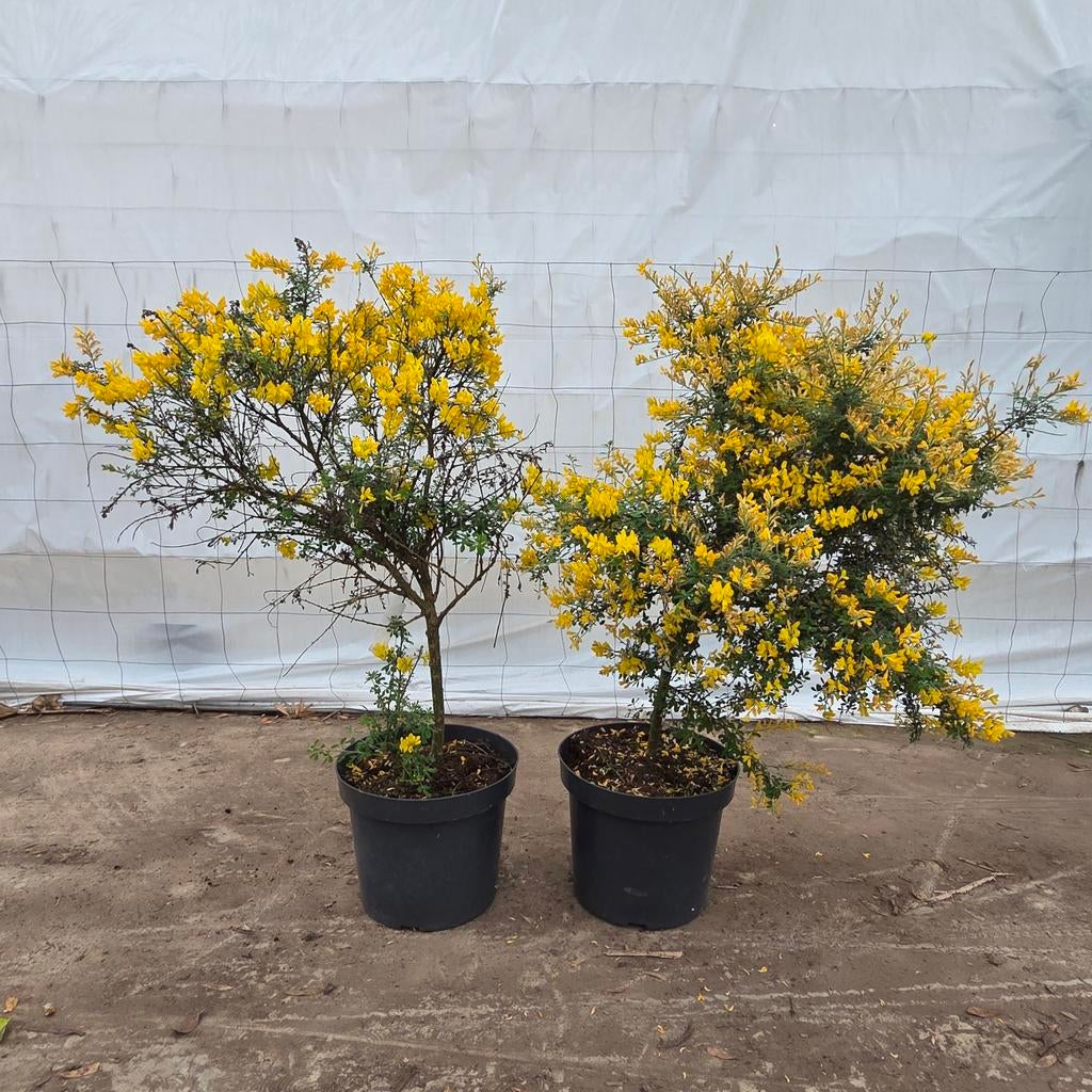 Gele Brem (Cytisus) - Bloeiende struik voor uw tuin, Volle zon, Vaste plant, Lente, Ophalen