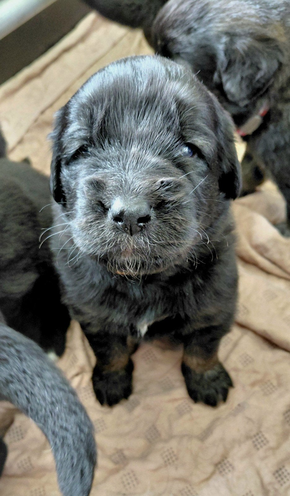 Prachtige Newfoundlander x Leonberger pups, Dieren en Toebehoren, 8 tot 15 weken, Meerdere, Meerdere dieren, Nederland