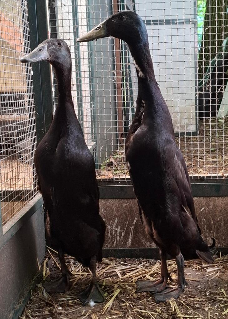 Span Indische loopeenden, Dieren en Toebehoren, Pluimvee, Meerdere dieren, Eend