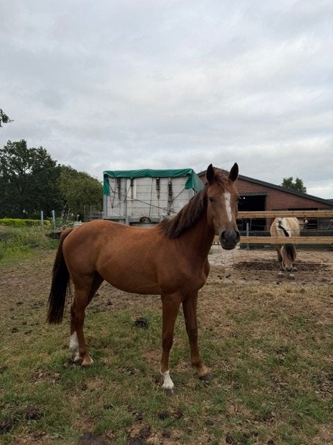 spring paard, Springpaard, Met stamboom, Ruin, 3 tot 6 jaar