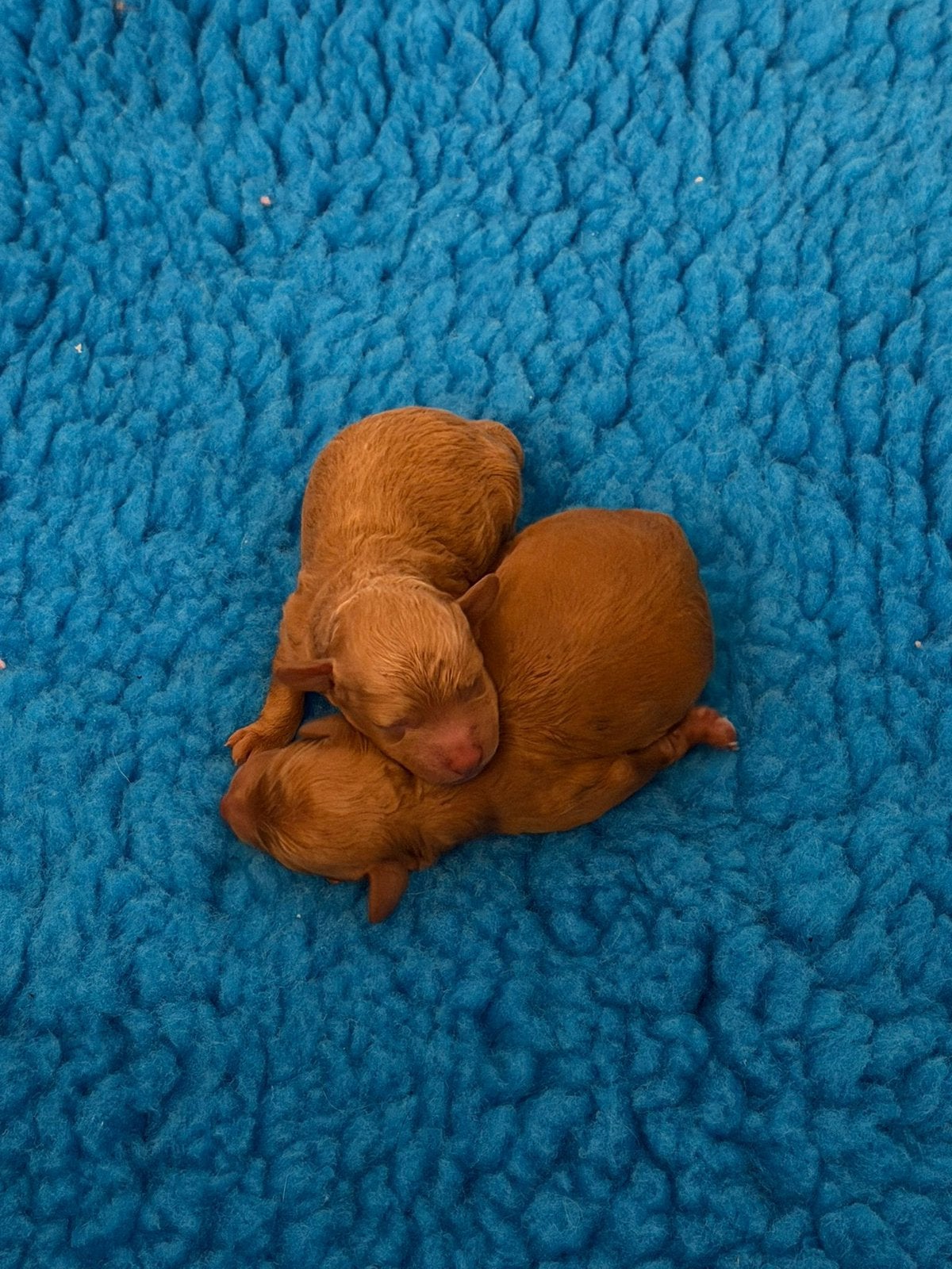 Toy Poedel pups ROOD, Dieren en Toebehoren, Honden | Niet-rashonden, Meerdere, Meerdere dieren, Klein, Nederland