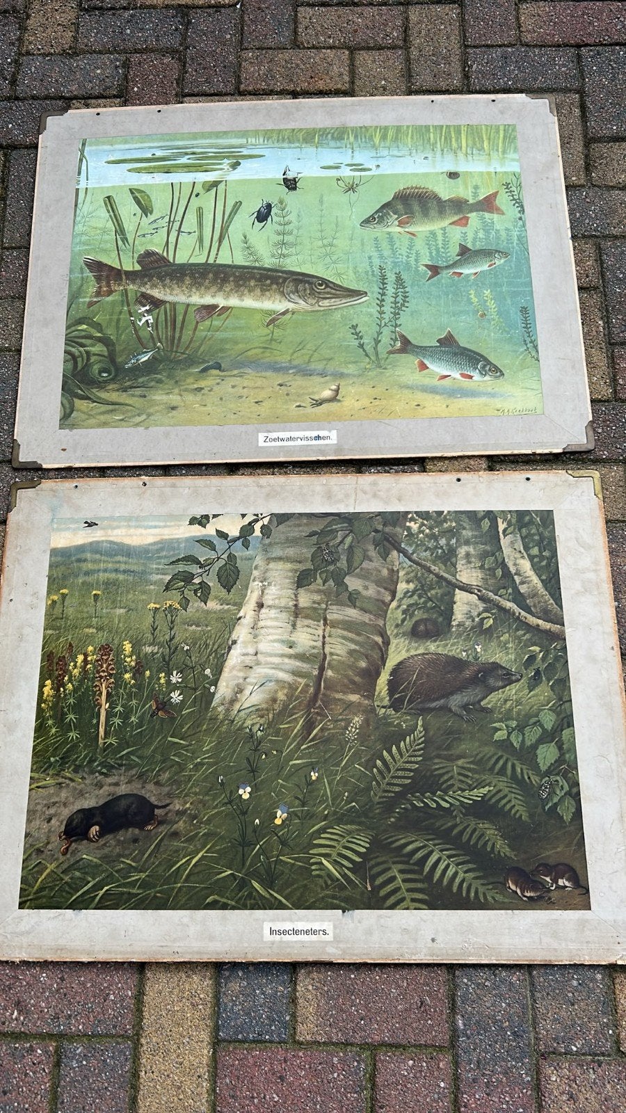 2 schoolplaten  - dubbelzijdig, Antiek en Kunst, Ophalen of Verzenden, Natuur en Biologie