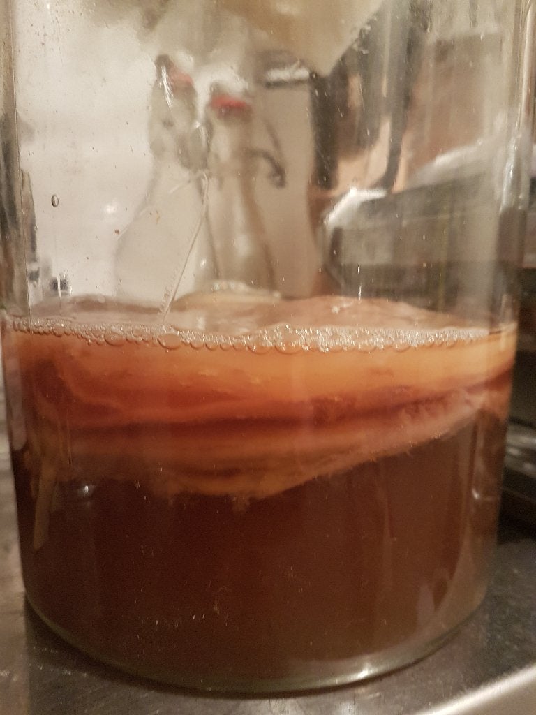 Kombucha zwam scoby + 100ml kombucha, Ophalen, Overige typen