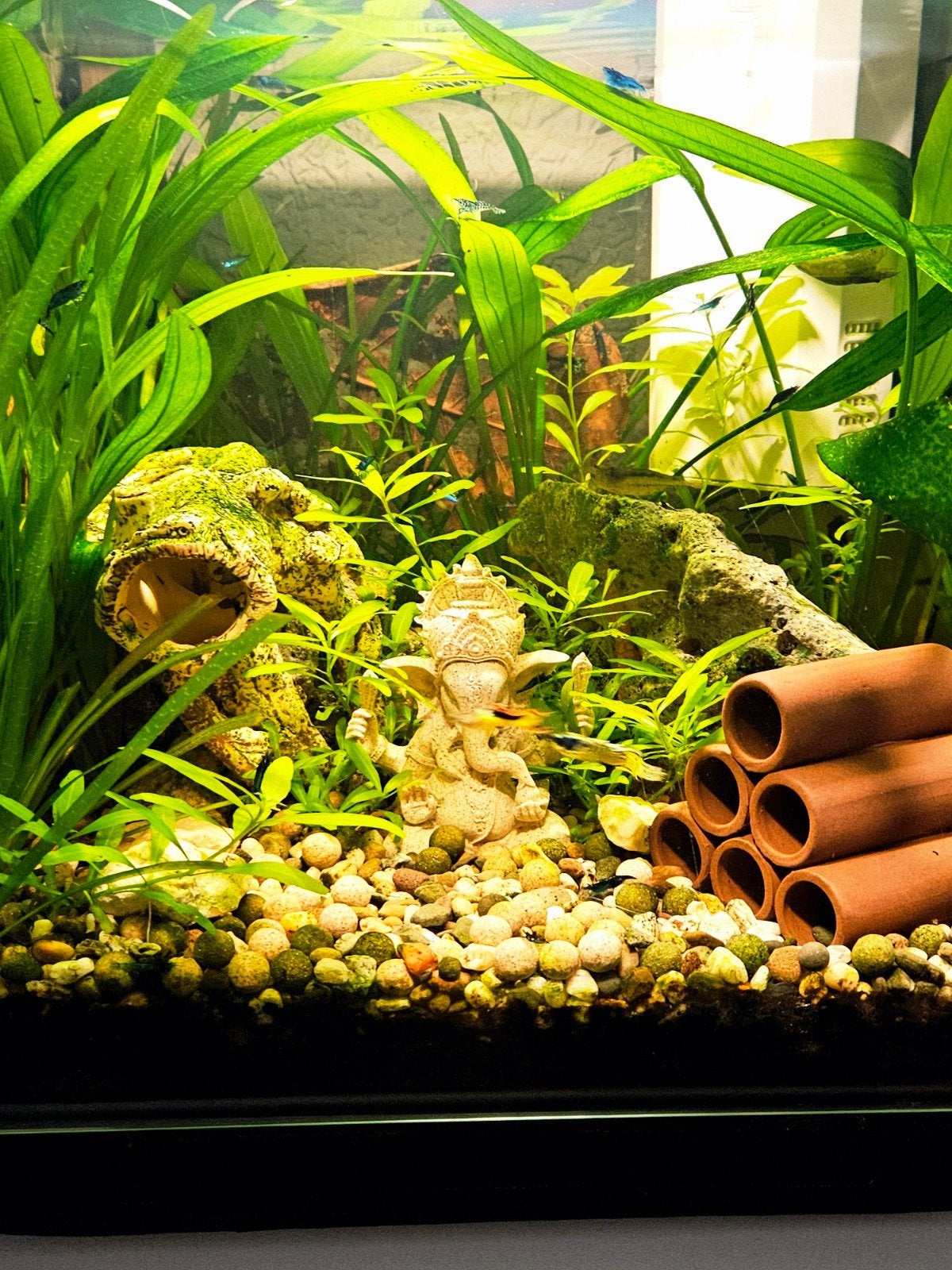 Blauwe garnaaltjes, Kreeft, Krab of Garnaal