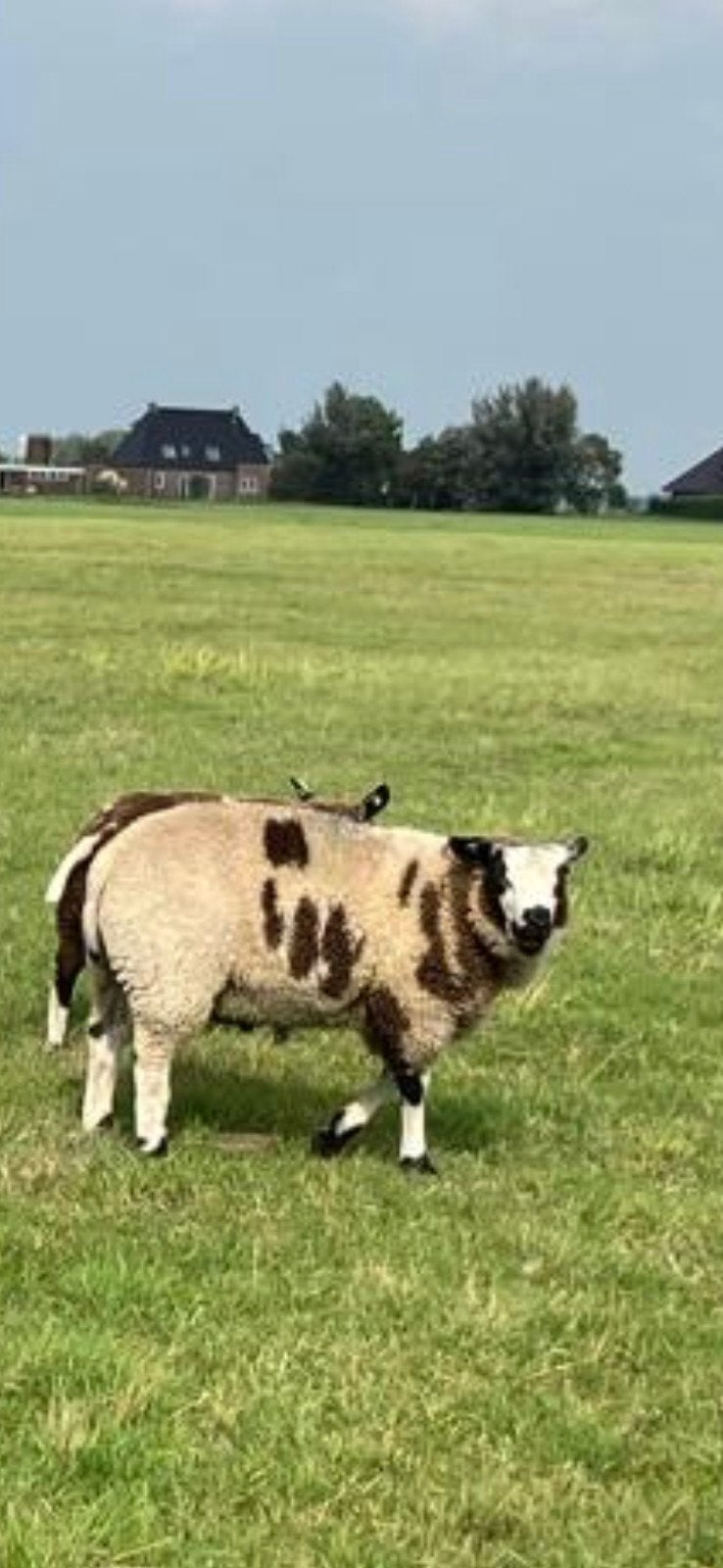 bonte dekrammen, Dieren en Toebehoren, Mannelijk, Schaap, 0 tot 2 jaar
