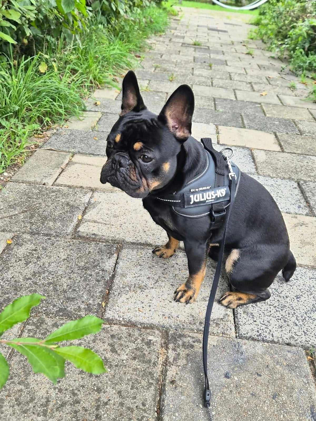 Franse Bulldog Frenkie – Black & Tan -Beschikbaar als dekreu, 15 weken tot 1 jaar, Reu, Bulldog, Eén hond
