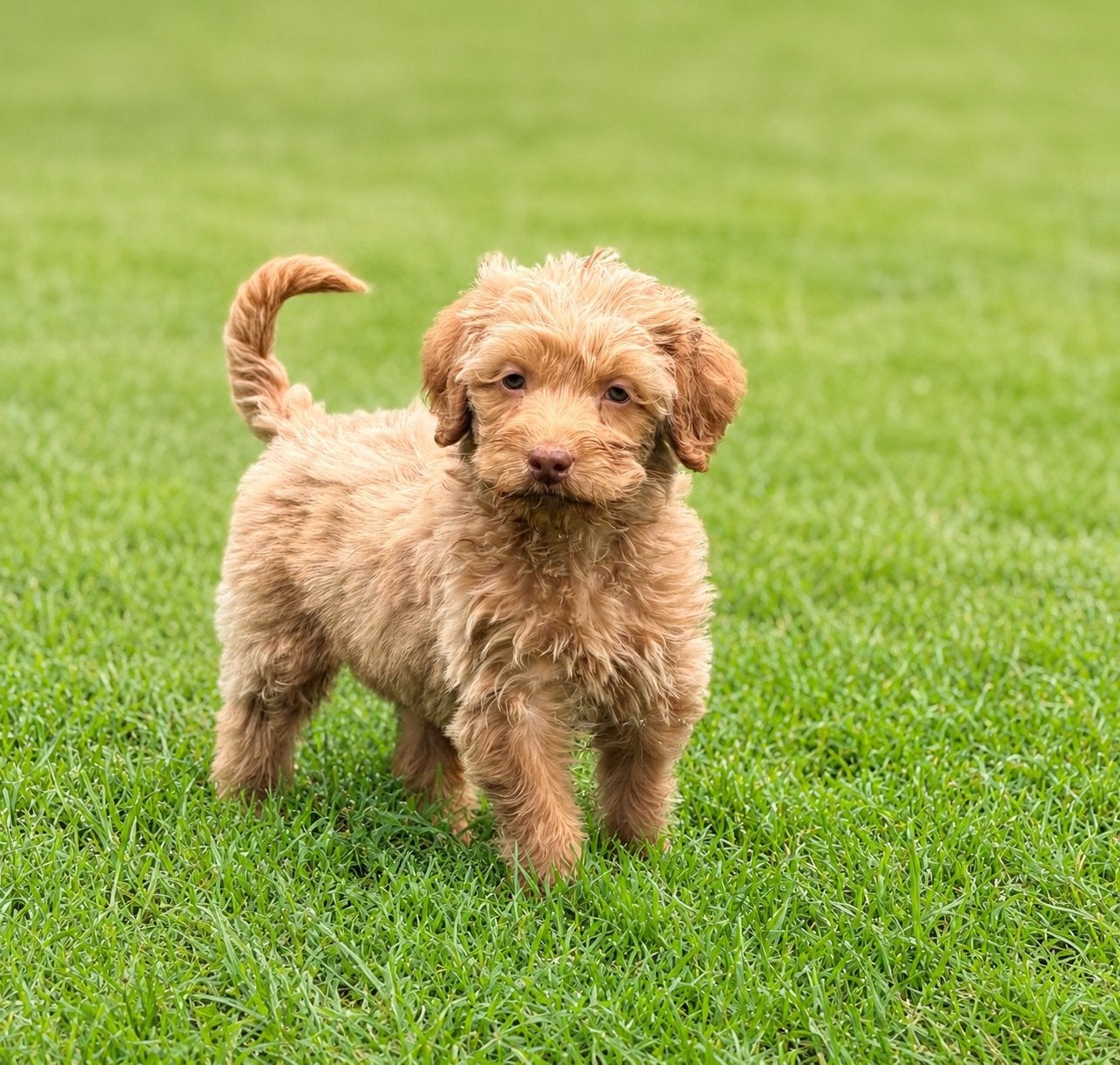 Medium labradoodle pup reutje te koop! Mag gelijk mee!, Dieren en Toebehoren, Parvo, Overige rassen, 8 tot 15 weken, Meerdere dieren