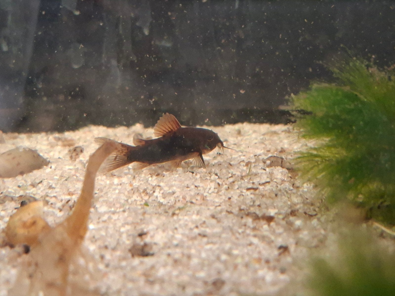 zaterdag ophalen 10 Corydoras Venezuela black eigen kweek, Dieren en Toebehoren, Vissen | Aquariumvissen, Vis