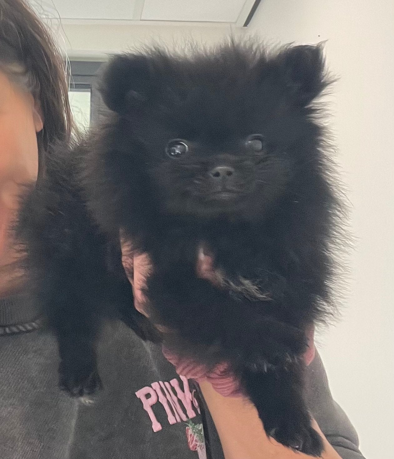 Mini pomeriaan pup, Dieren en Toebehoren, Keeshond, CDV (hondenziekte), 8 tot 15 weken, Teef