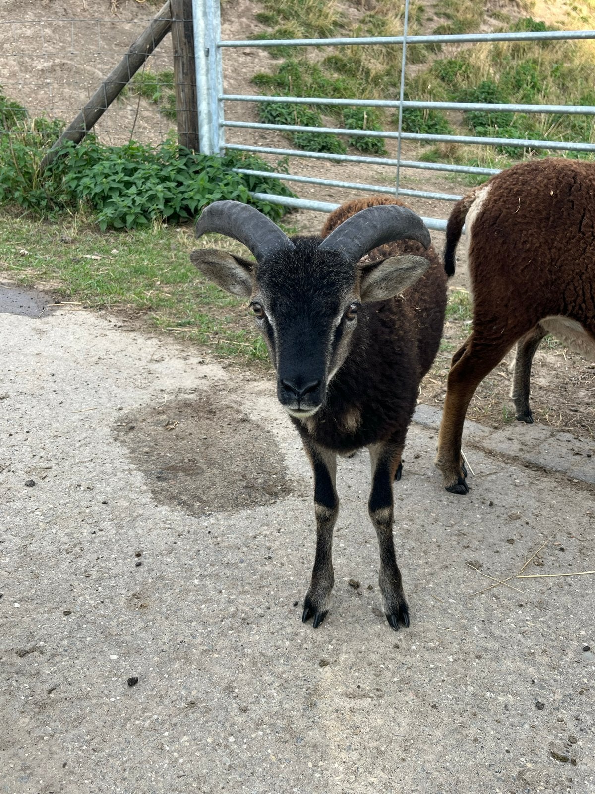Soay ram, Dieren en Toebehoren, Schapen, Geiten en Varkens, Mannelijk, Schaap, 0 tot 2 jaar