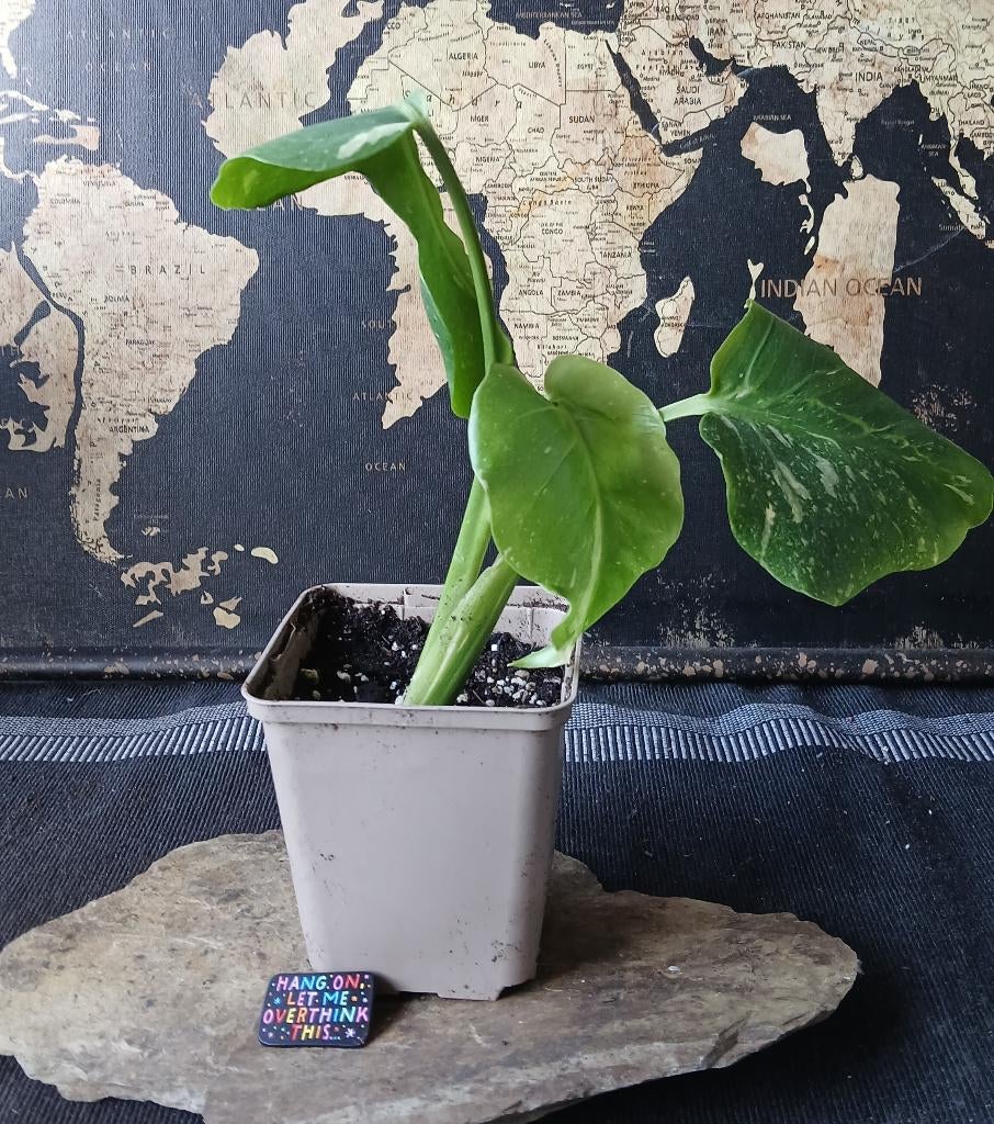 Monstera Thai Constellation, In pot, Minder dan 100 cm, Groene kamerplant, Halfschaduw
