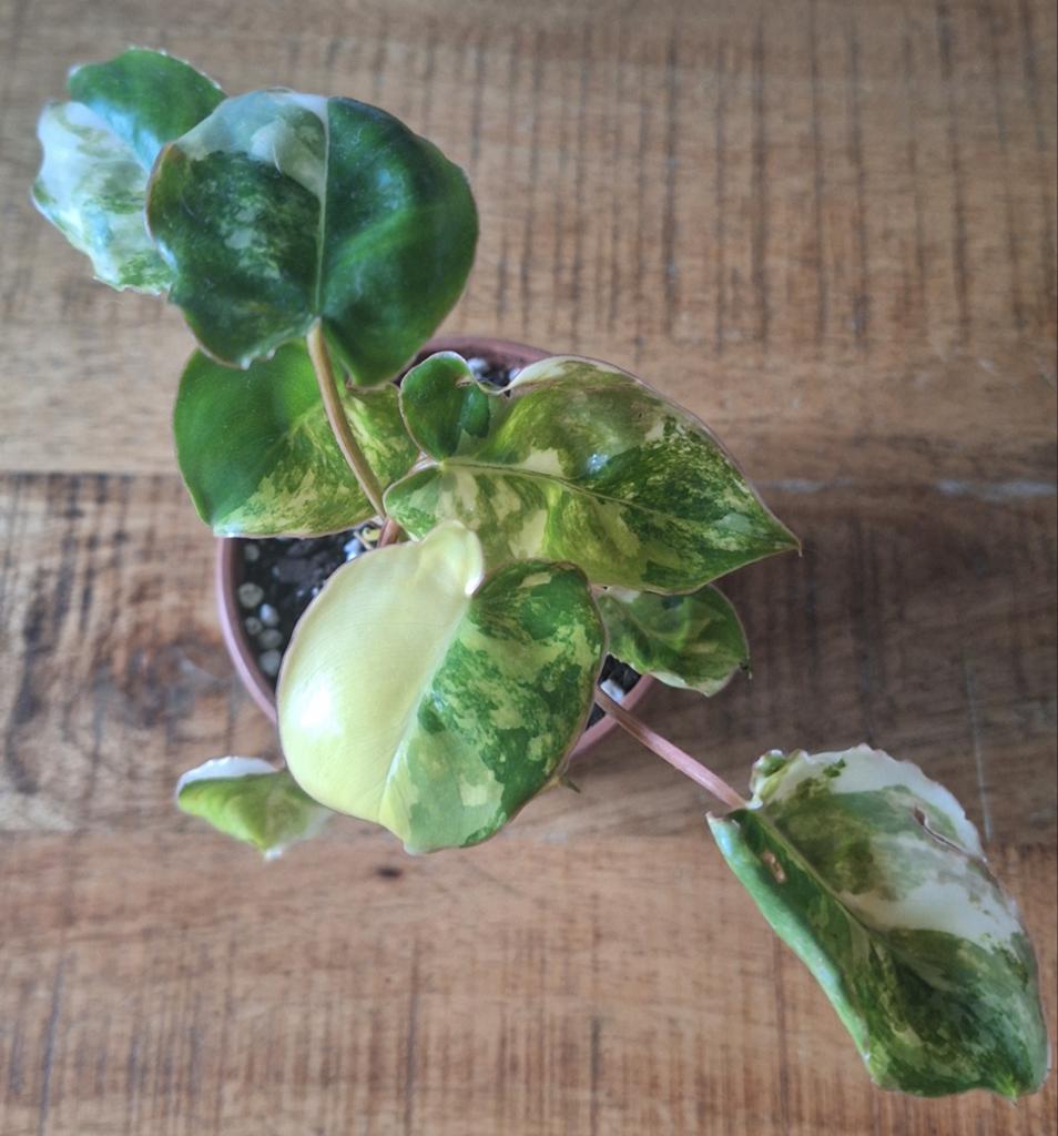 Philodendron burle marx variegata, Huis en Inrichting, Ophalen, Halfschaduw, Minder dan 100 cm