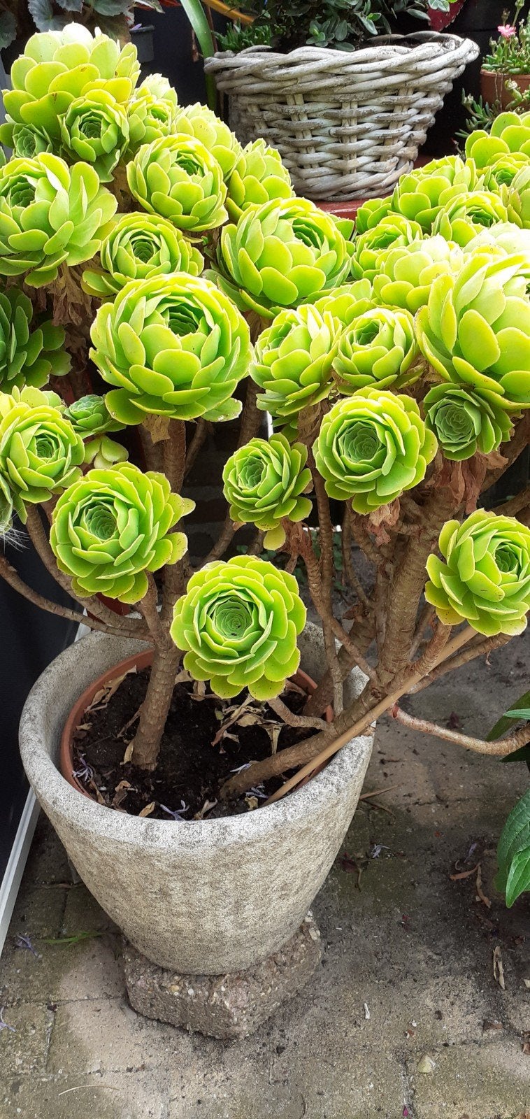 Grote  Aeonium, Ophalen, Overige soorten, Volle zon