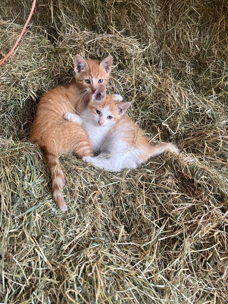 Mooie kittens