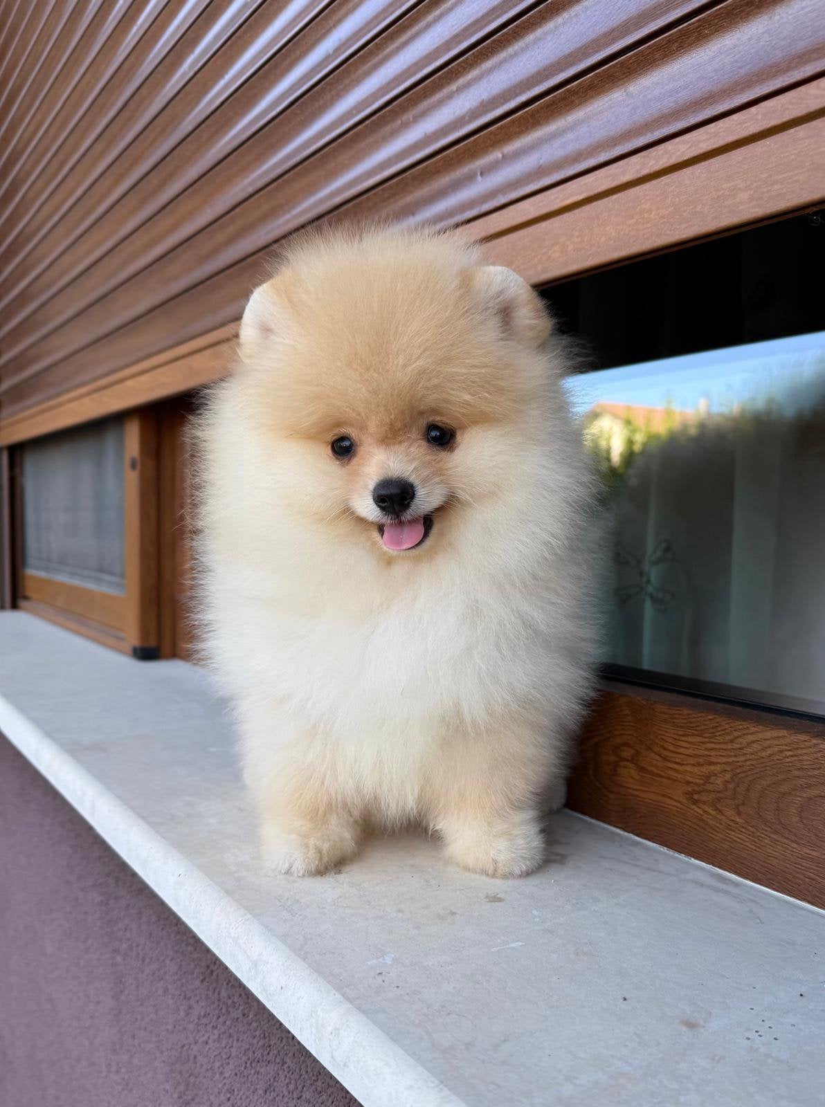 Pomeranian puppy’s te koop, Overige rassen, 8 tot 15 weken, Buitenland, Parvo