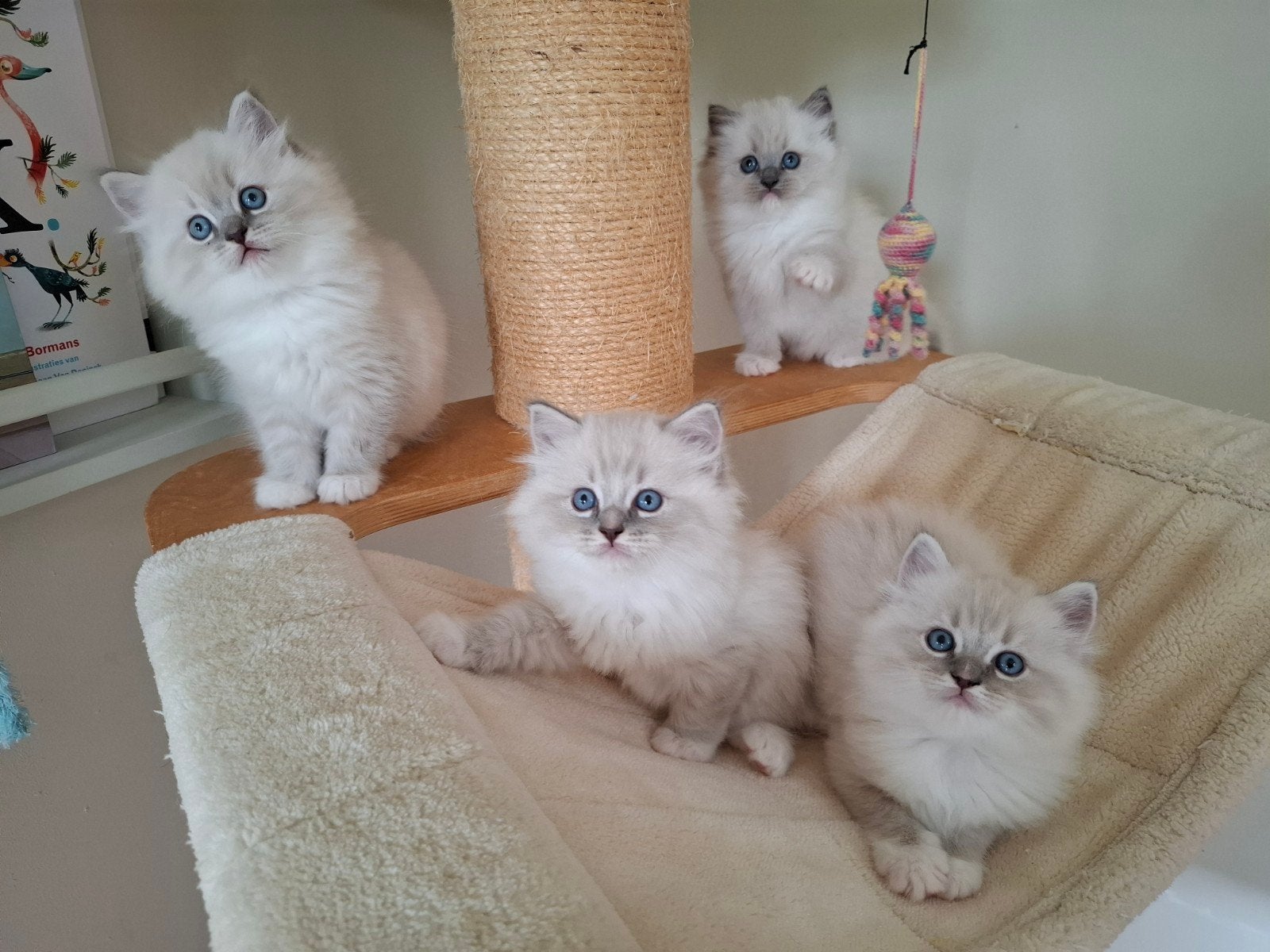 Prachtige ragdollkittens, Dieren en Toebehoren